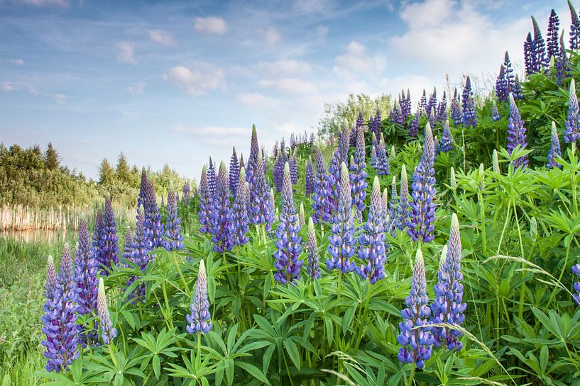 Lupinen in het wild by Wim de Lange