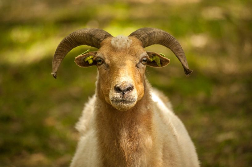 Schaap portret par Margreet Frowijn
