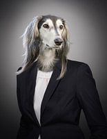 Dog in tailor-made suit