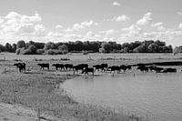 Water buffalo on the move