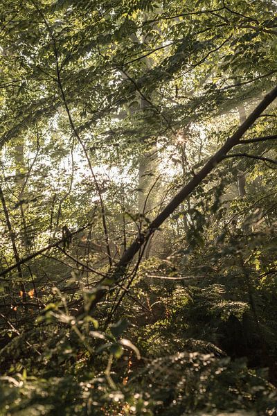 Sunbeams in the forest by Tessa in Focus
