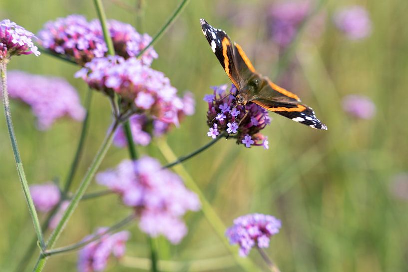 Nektar des Schmetterlings (Vanessa atalanta) auf den Blüten von Verbena bonariensis (Flieder) von Lieven Tomme