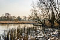 Afgebroken rietstengels in de Biesbosch