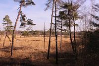 Vlakte in het Mastbos in Breda