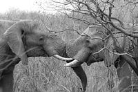2 elephants playing 5959 sw