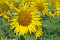 zonnebloem frankrijk