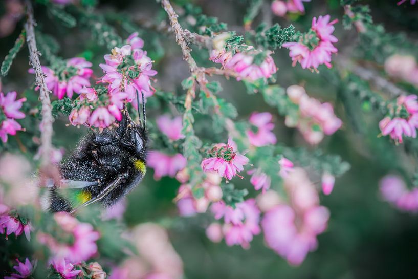 Bourdon et fleurs par Shanna van Mens Fotografie