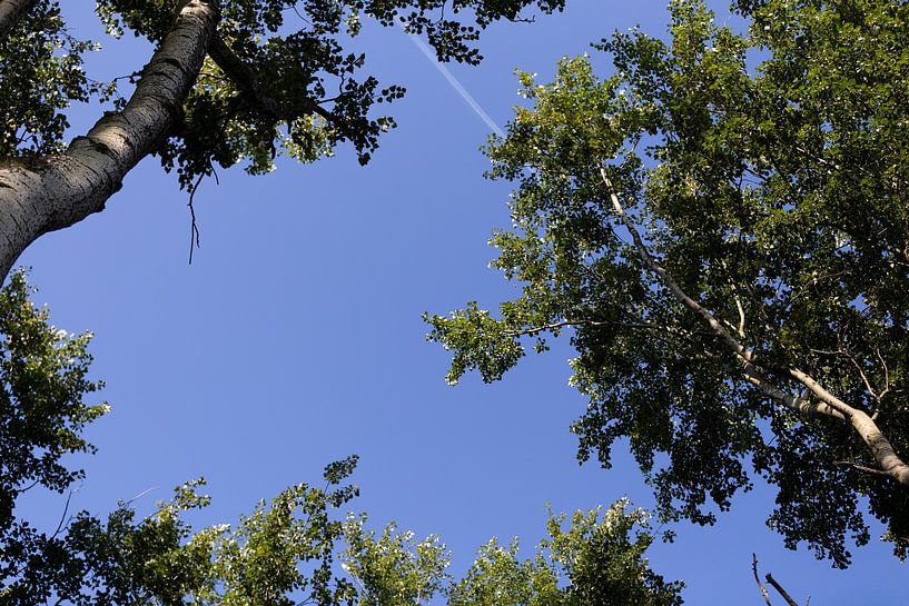 Rêvant de beaux et lointains voyages... par Miranda van Hulst