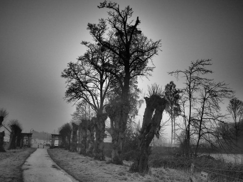 Natur schwarz-weiß von Rex Quintyn