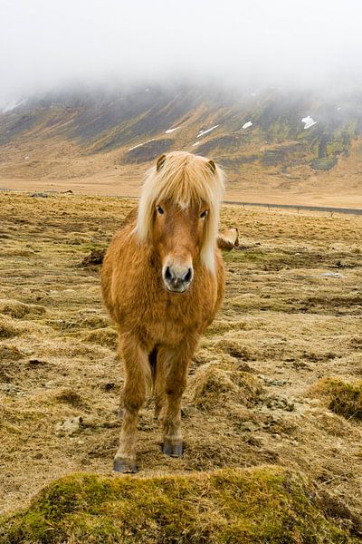 IJslands paard in de mist par Karin Hendriks Fotografie