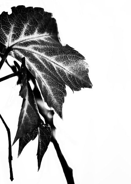 LEAVES MONOCHROM v5 par Pia Schneider