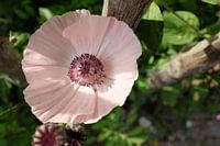 Le soleil dans les fleurs