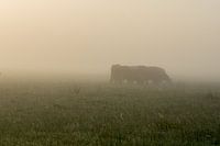 A sillhouette of a cow in the mist