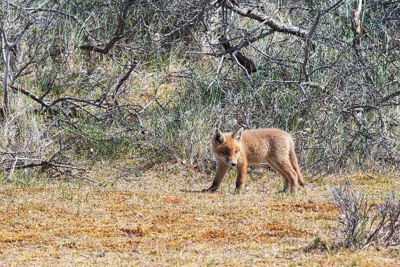 Un jeune renard regarde son habitat par Merijn Loch