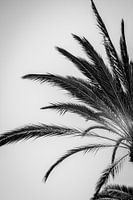 Palm trees in black and white
