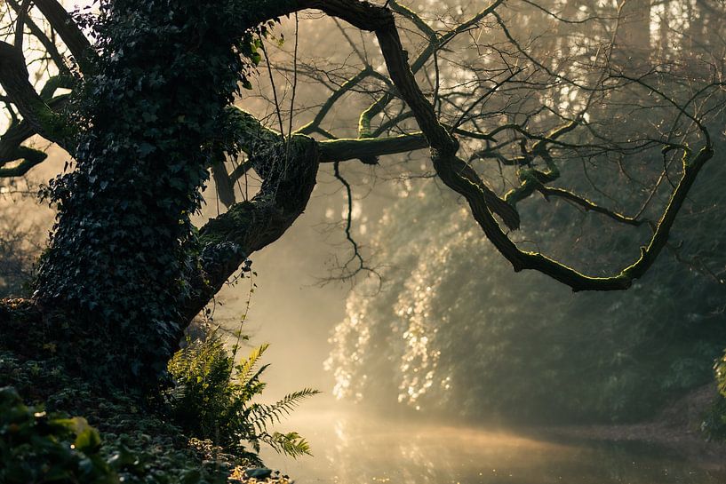 tentacules par Rob Willemsen photography