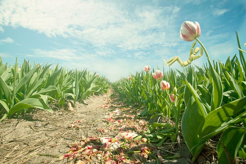 Habadooba von Hugo Westendorp