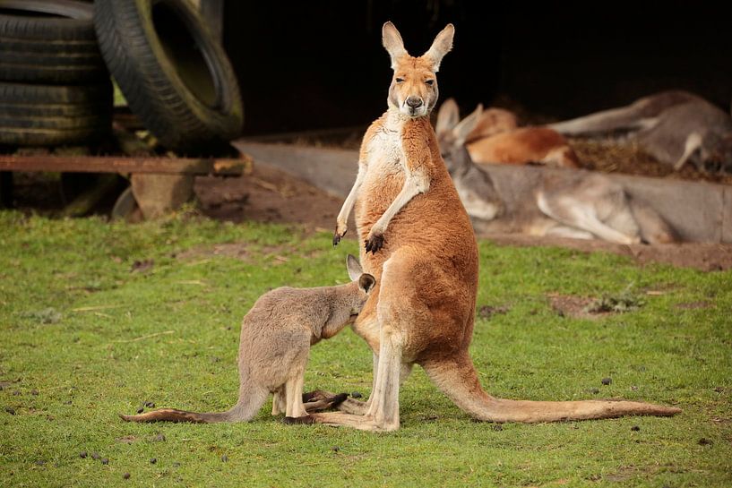 Känguru von Frank Smedts