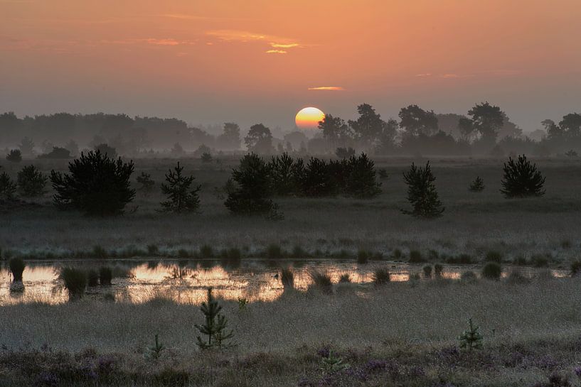 Hollandse Savanne par Robert van Brug