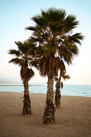Palm trees at sunset - Spain