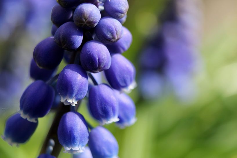 Close to the muscari by Nadia Langenberg
