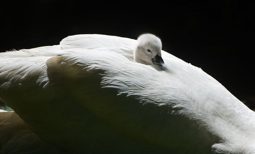 Mute swan with young on its back by Danny Slijfer Natuurfotografie