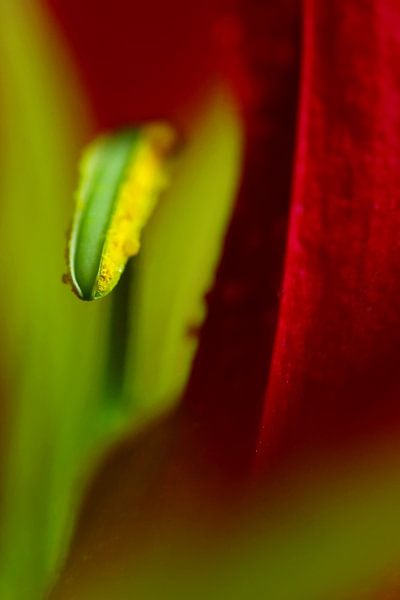 Karneval der Blumen von Marlies Prieckaerts