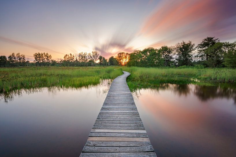 Beekbergerwoud par Frederik van der Veer