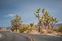 Joshua Tree