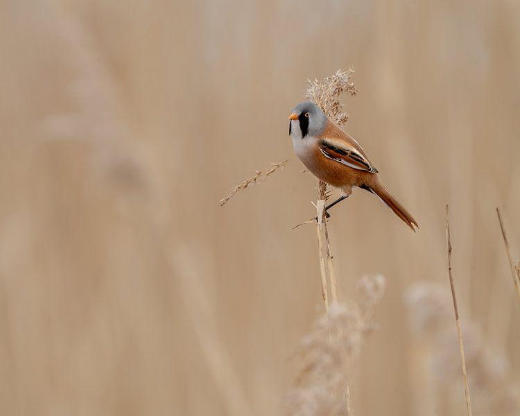 Baardmannetje 1 van Liliane Jaspers