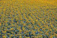 Großes Sonnenblumenfeld