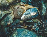 Zeeländische Pracht