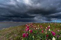 tulipes nuages sombres zeewolde flevoland