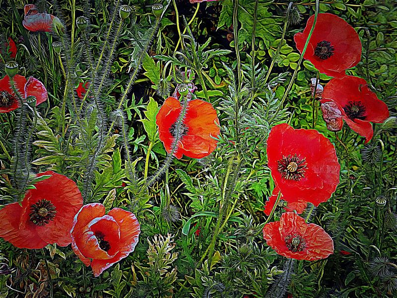 Mohnblumen auf dem Vormarsch von Dorothy Berry-Lound