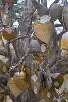 Golden leaves and bells - temple tree in Chiang Mai