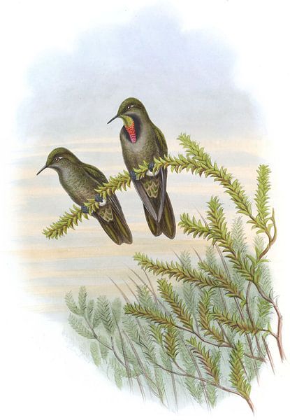 Olivaceous Thornbill, John Gould par Hummingbirds