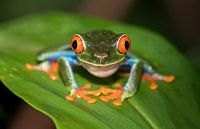 La rainette aux yeux rouges est prête pour ça.