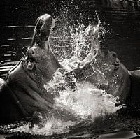 fighting hippos in the water