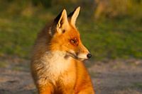 Fuchs in der Abendsonne