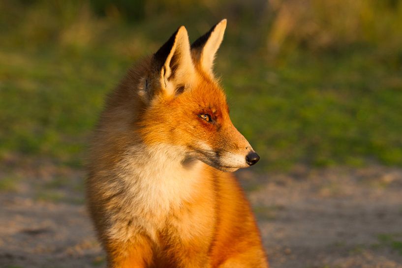 Renard au soleil du soir par Hanneke Ruijterlinde