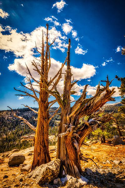 Lonely dead pine tree at Tioga Pass in Yosemite National Park California USA by Dieter Walther