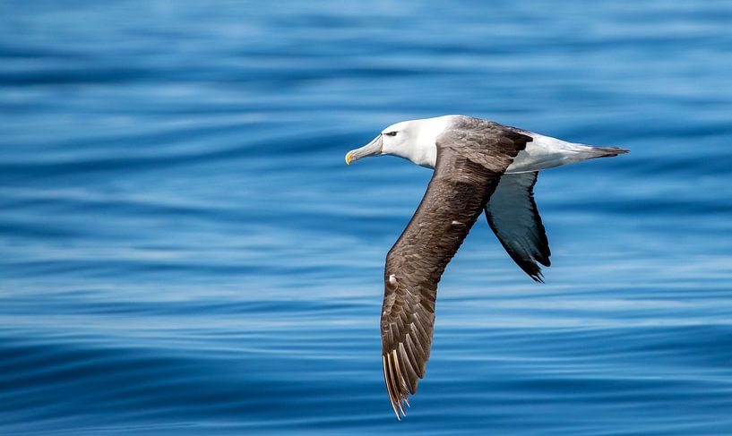 Albatros à tête blanche, Thalassarche steadi par Beschermingswerk voor aan uw muur