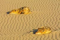 Schakale im letzten Licht in Namibia