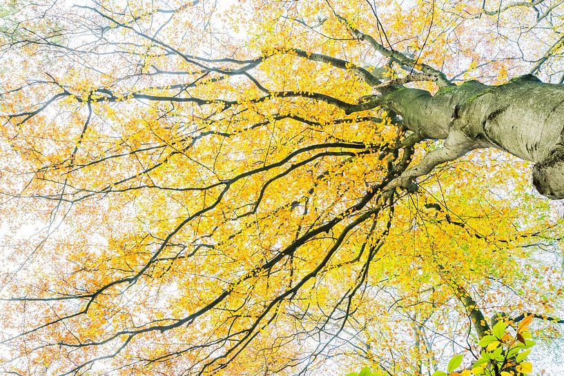 L'automne sur la Veluwe par Danny Slijfer Natuurfotografie