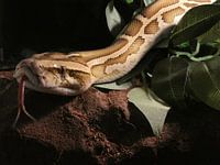 Schattenspiel: Die Tigerpython in der Stille