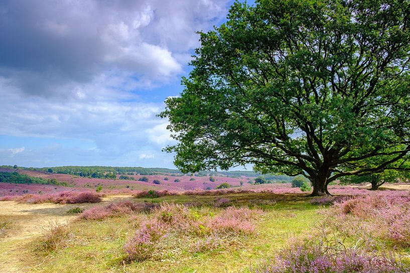 Blühende Heidehügel an der Posbank im Nationalpark Veluwezoom von Sjoerd van der Wal Fotografie