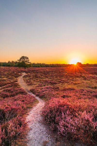 Heath landscape with sunset (0005) by Reezyard