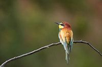 Bienenfresser - Merops apiaster