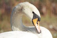 Cygne sauvage
