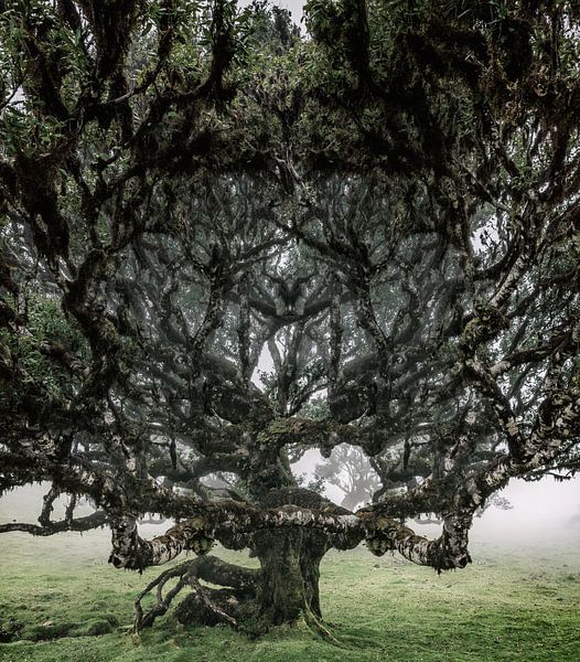 Vereda do Fanal par Henk Leijen